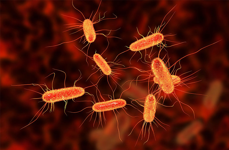 Nguyên nhân thường gặp nhất của viêm bàng quang cấp là nhiễm trùng bàng quang do vi khuẩn E.coli gây ra.